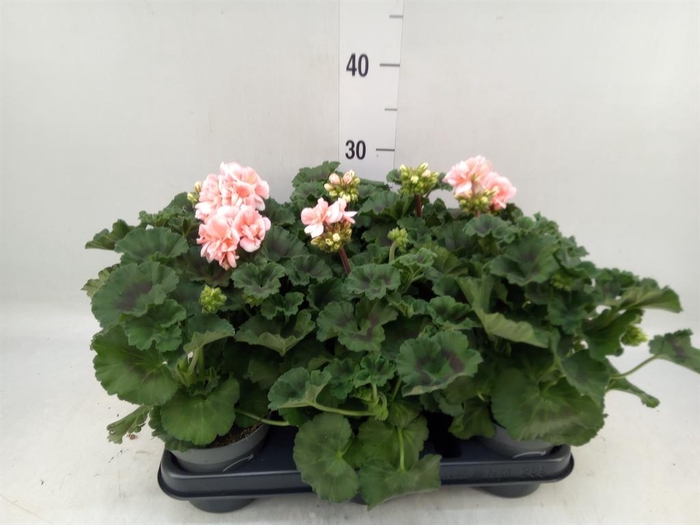 <h4>Pelargonium zona.   ...F1</h4>