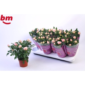Rosa Baby Jewel Beau Monde Light Pink
