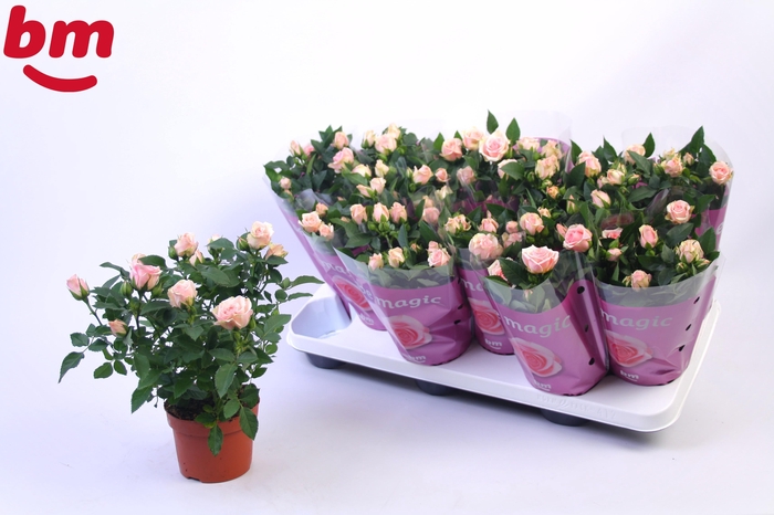 <h4>Rosa Baby Jewel Beau Monde Light Pink</h4>
