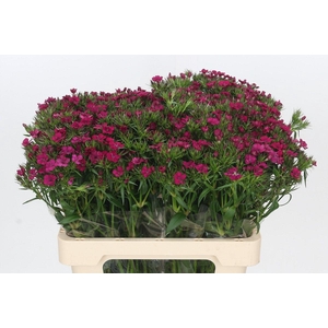 Dianthus Br Amazon Neon Cherry