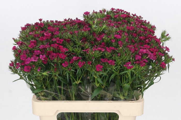 <h4>Dianthus Br Amazon Neon Cherry</h4>