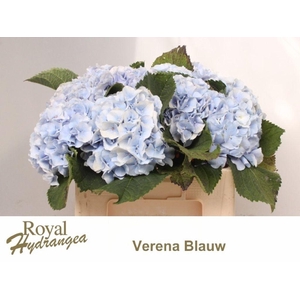 Hydrangea verena blue