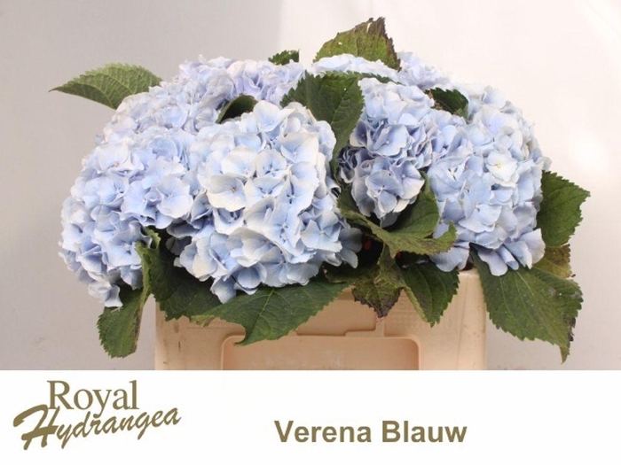<h4>Hydrangea verena blue</h4>