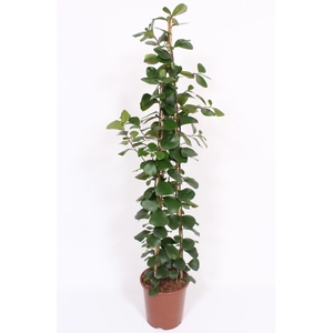 Ficus Trinova
