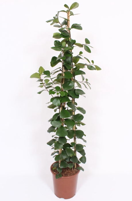 <h4>Ficus Trinova</h4>