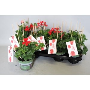 Pelargonium Calliope cascade Red