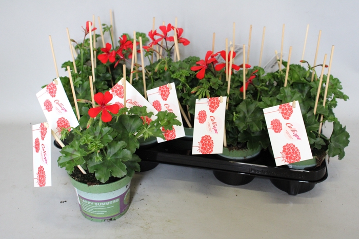 <h4>Pelargonium Calliope cascade Red</h4>