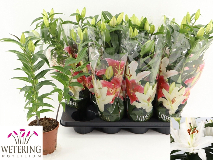 <h4>LIL OR SUN BAHAMAS</h4>