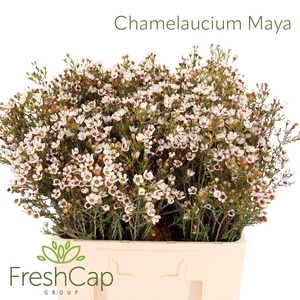 Chamelaucium Maya
