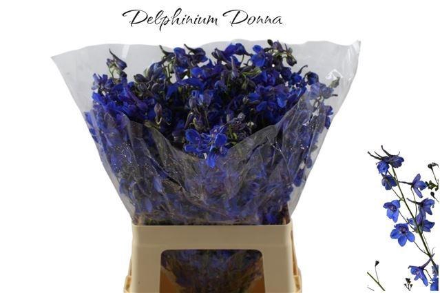 <h4>DELPH EN DONNA</h4>