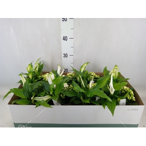 Arr.   Planten L%