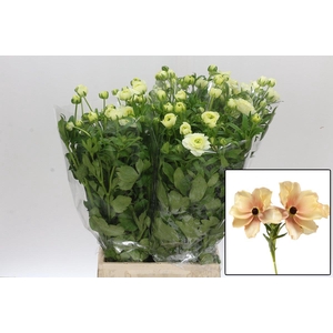 RAN BUTTERFLY HESTIA