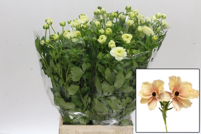 <h4>RAN BUTTERFLY HESTIA</h4>