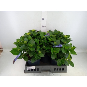 Hydrangea mac. 'Early'