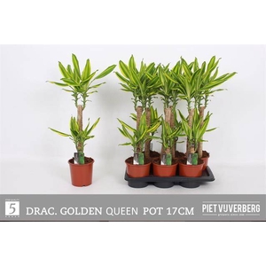 Dracaena Golden Queen 17Ø 80cm 2pp