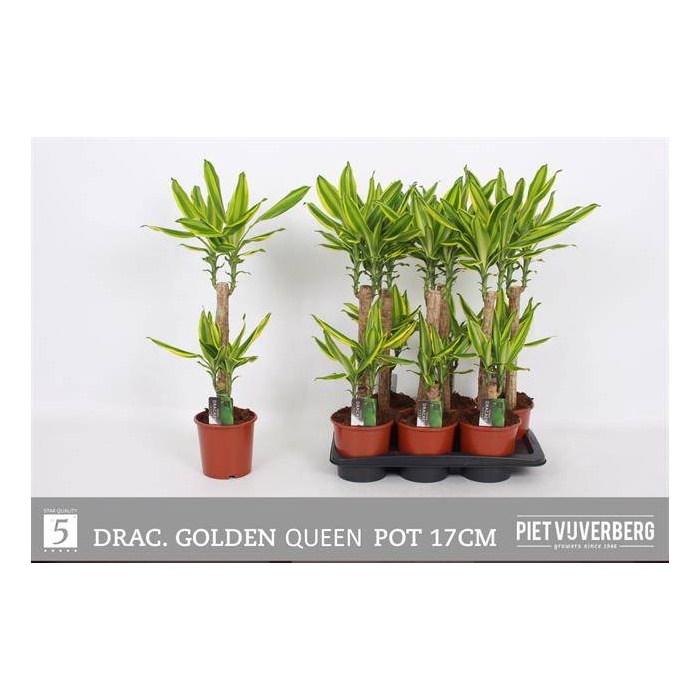 <h4>Dracaena Golden Queen 17Ø 80cm 2pp</h4>