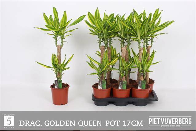Dracaena Golden Queen 17Ø 80cm 2pp