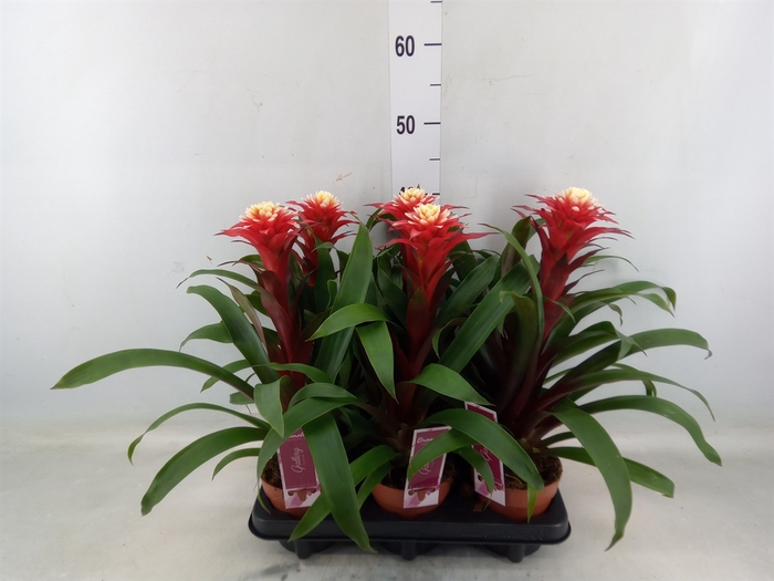 <h4>Guzmania   ...</h4>