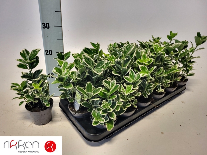 <h4>Euonymus Jap Kathy</h4>