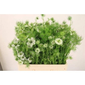 NIGE D MYSTERY WHITE