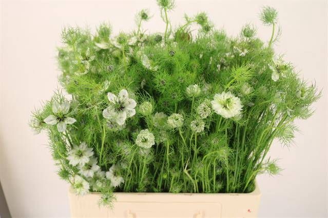 <h4>NIGE D MYSTERY WHITE</h4>