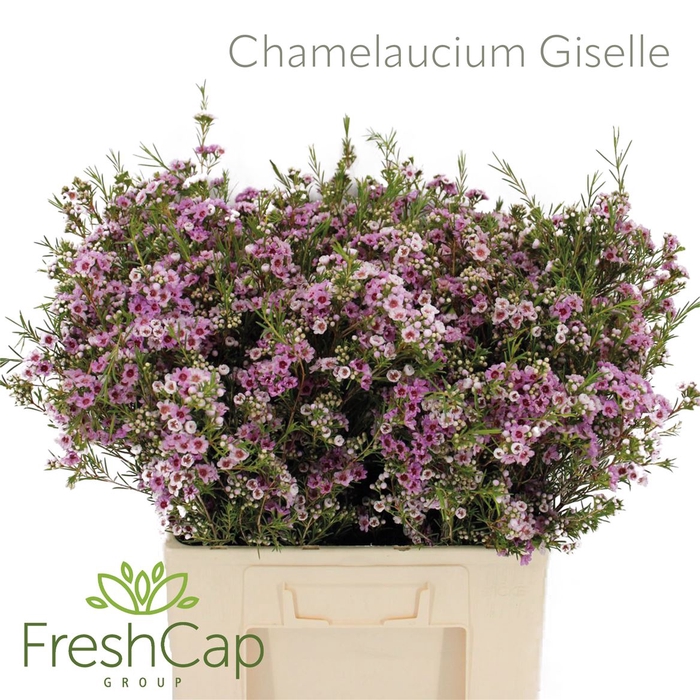 <h4>Chamelaucium Giselle</h4>