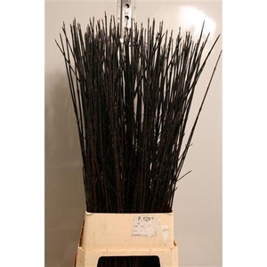 Cornus Alba Kesselri