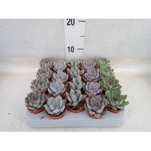 Echeveria   ...mix