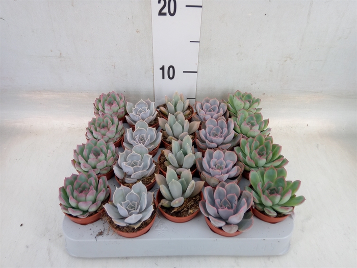<h4>Echeveria   ...mix</h4>