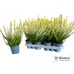 CALLU BL ANOUK