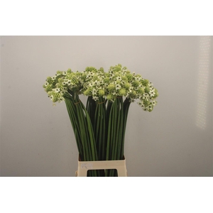 Ornithogalum Saundersiae White