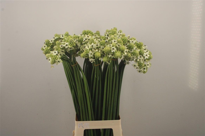 <h4>Ornithogalum Saundersiae White</h4>