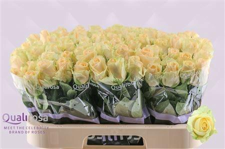 <h4>R GR MAG AVALANCHE+</h4>