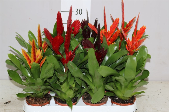 <h4>Vriesea Gemengd</h4>