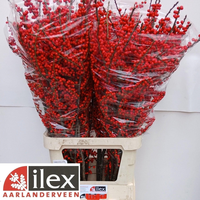 <h4>ILEX VE RODE BES</h4>