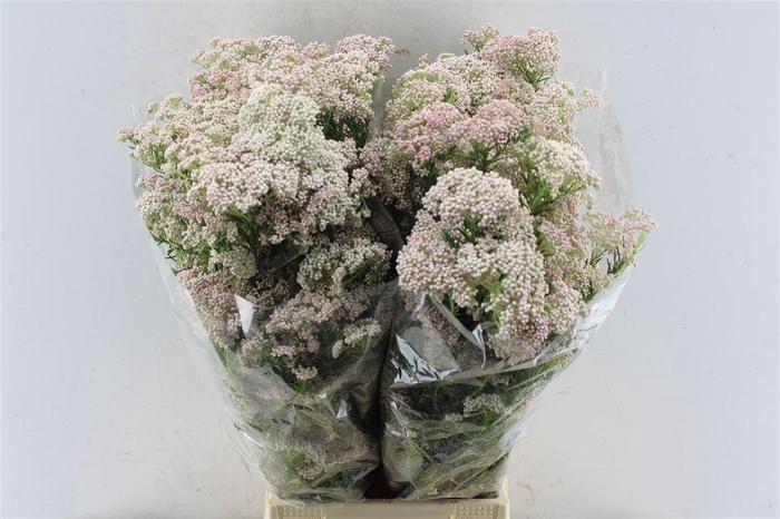 Ozothamnus Light Pink