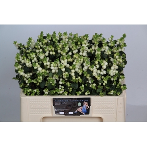 SYMPHO MAG LEMO LIME