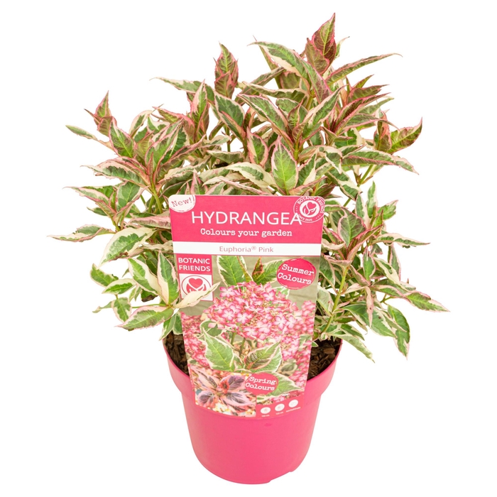 <h4>Hydrangea serrata Euphoria 'Pink'</h4>