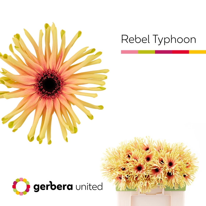 <h4>Gerbera Pasta Rebel Typhoon Water</h4>