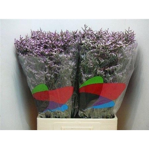 Lim Saf Lilac