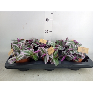 Tradescantia albif. 'Nanouk'