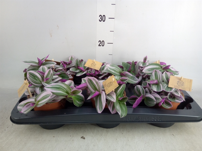 <h4>Tradescantia albif. 'Nanouk'</h4>