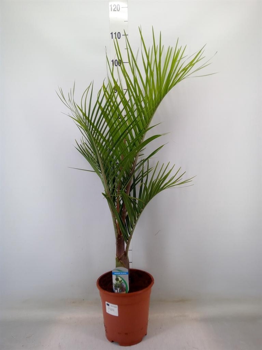 <h4>Dypsis decaryi</h4>