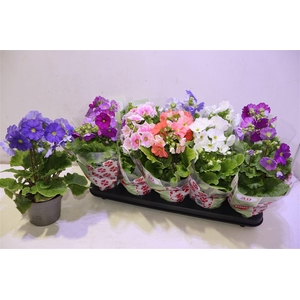 arr8 Prim Ob Sweetk A Gem