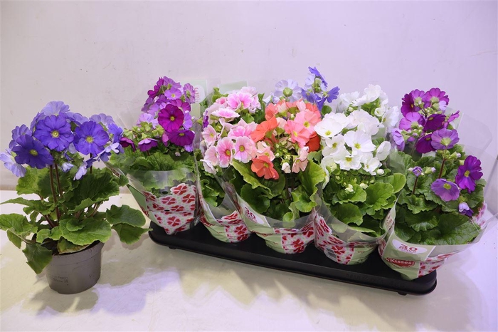 <h4>arr8 Prim Ob Sweetk A Gem</h4>