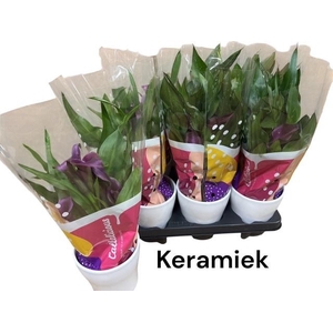 ARR ZANTEDESCHIA