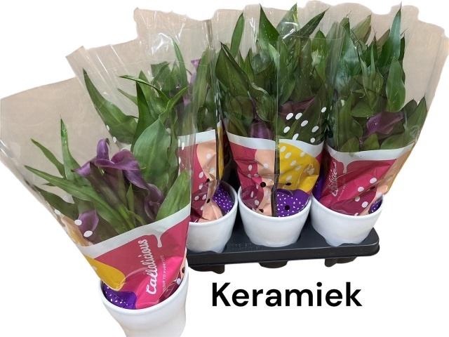 <h4>ARR ZANTEDESCHIA</h4>