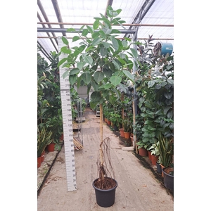 Ficus altissima