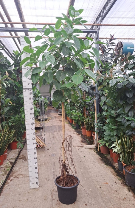 <h4>Ficus altissima</h4>