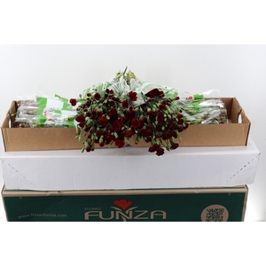 Di Tr Chateau x20 Box